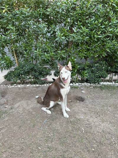 Husky Adult pair