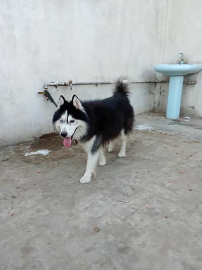 Siberian husky male