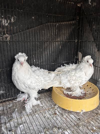 White Frill Back Breeder pair