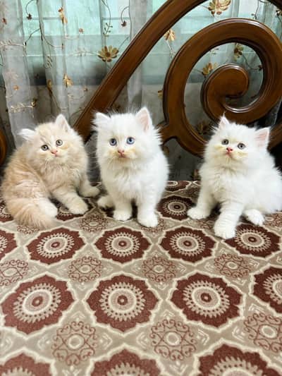 Persian kittens whatp ///0320 ///5606557///