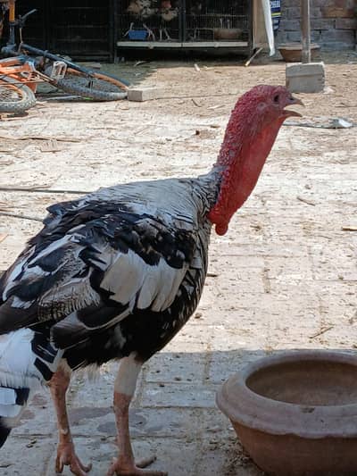 turkey breeder Pairs available-active and healthy