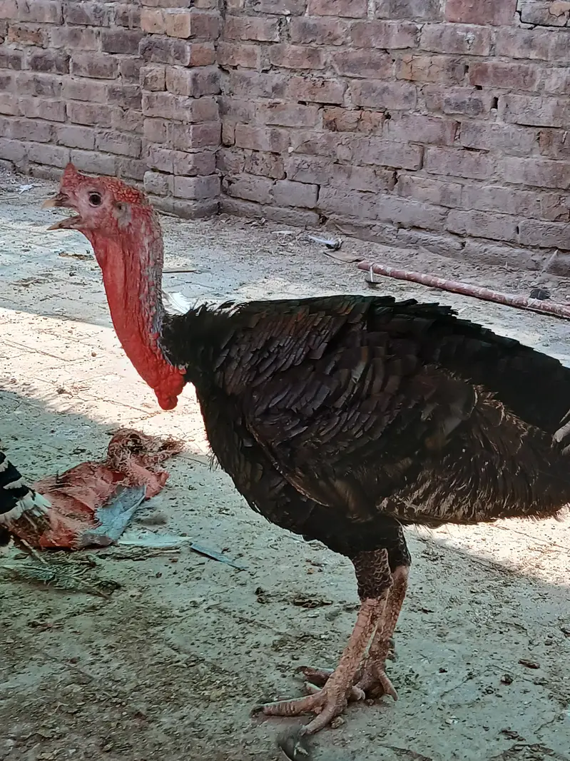 turkey breeder Pairs available-active and healthy — photo 2