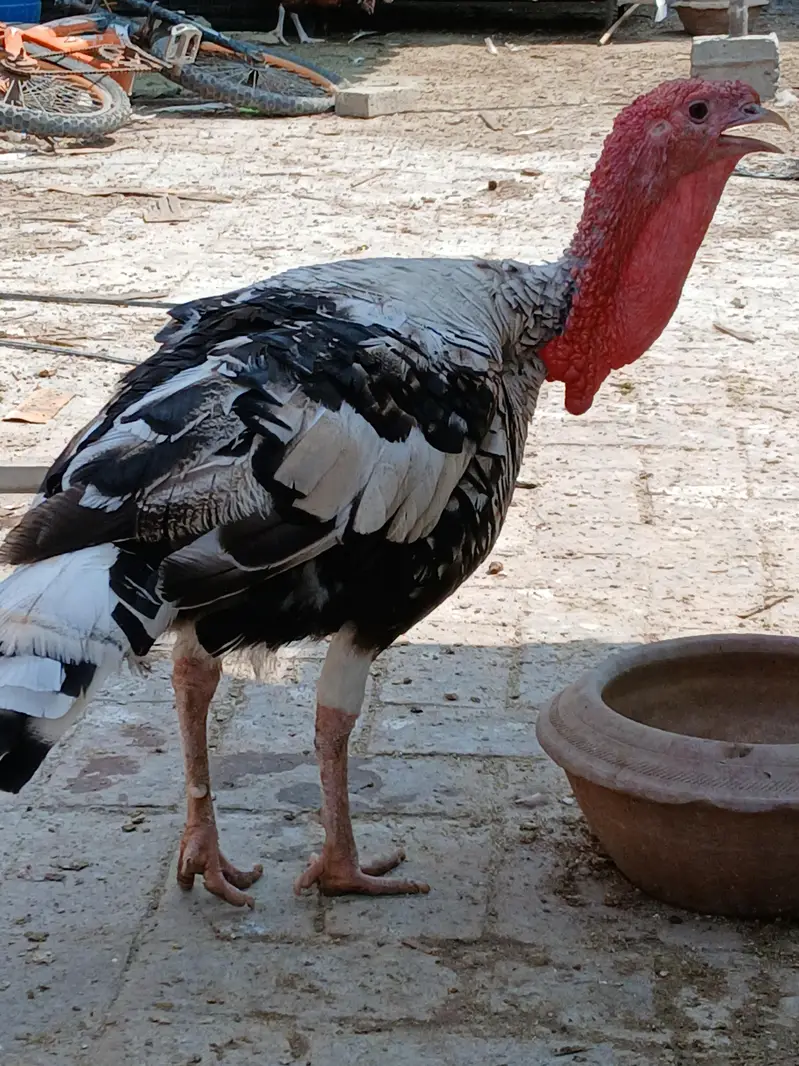 turkey breeder Pairs available-active and healthy — photo 3