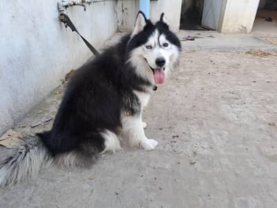husky