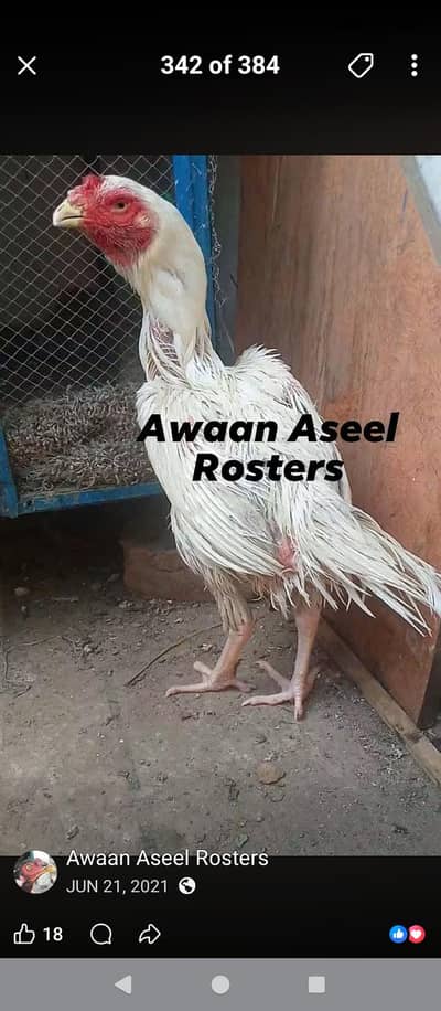 1000 per ke sabse chicks 1000 ka ek chicks