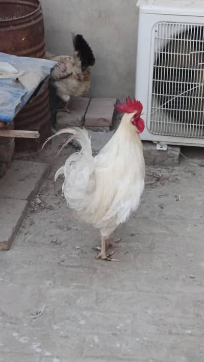murga or murgi pair for sale