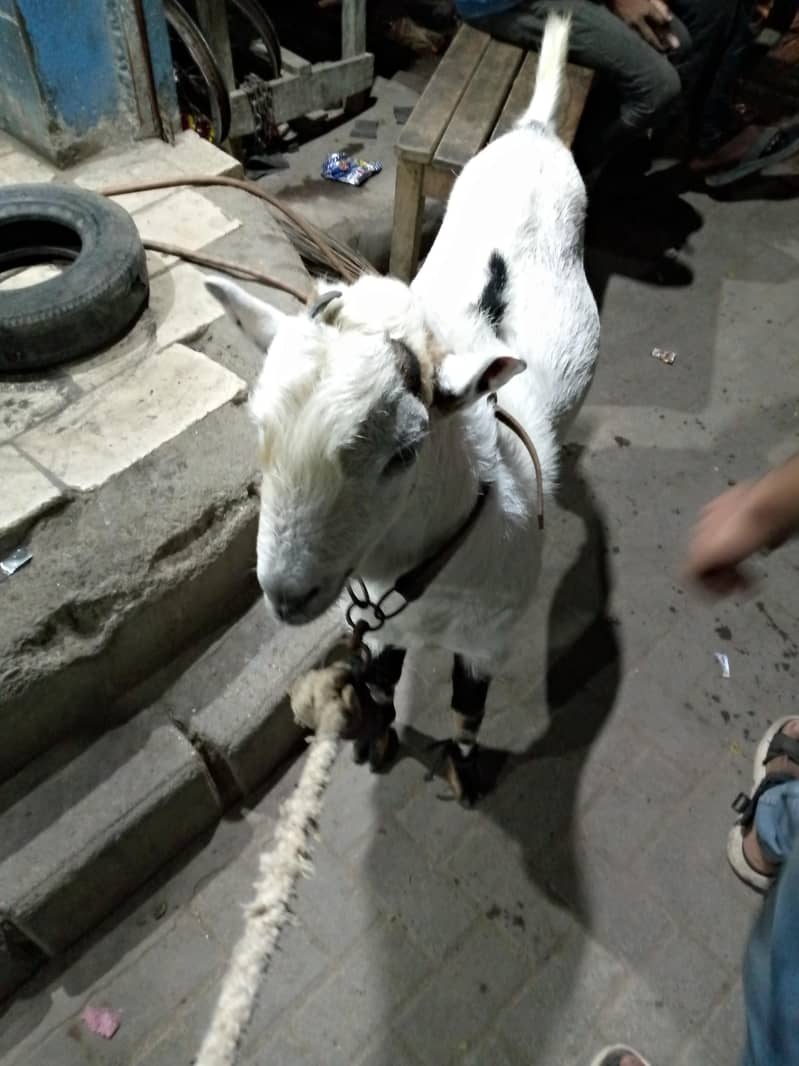 Teddy Bakra 0