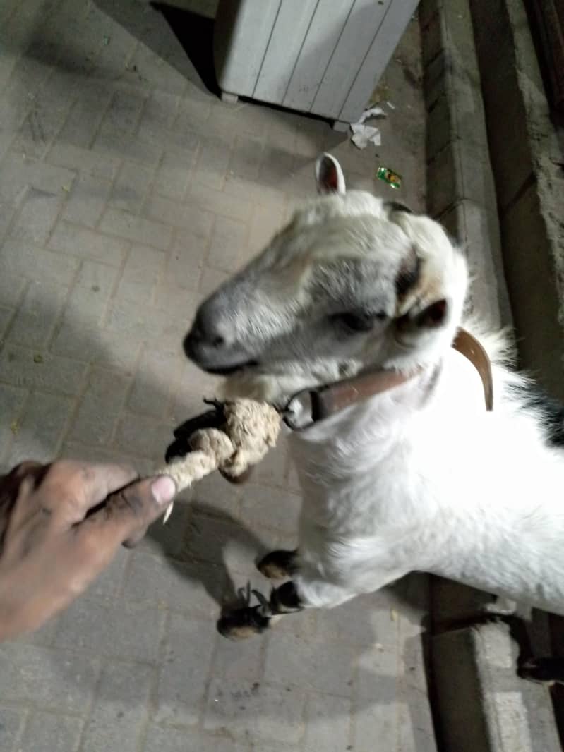 Teddy Bakra 3
