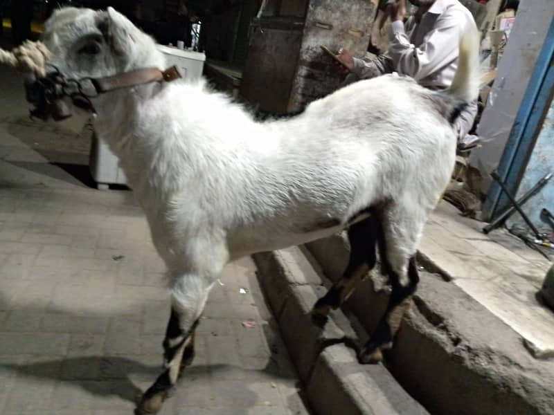 Teddy Bakra 5