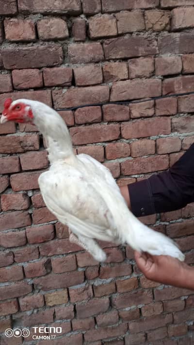Aseel Hera pathy chena pella