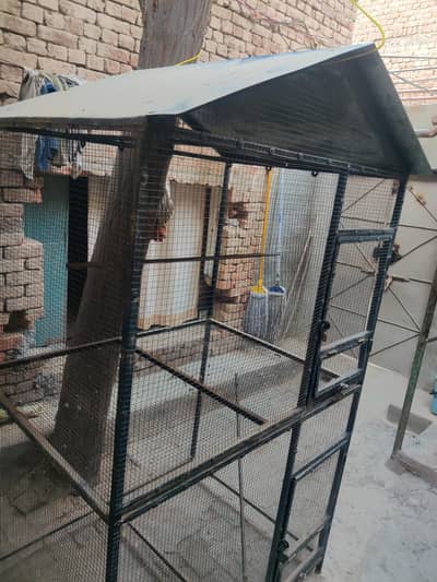 green parrots house  for sale