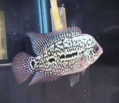 kamfa male  full pearling