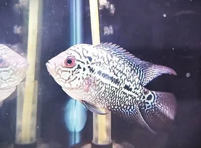 kamfa male  full pearling