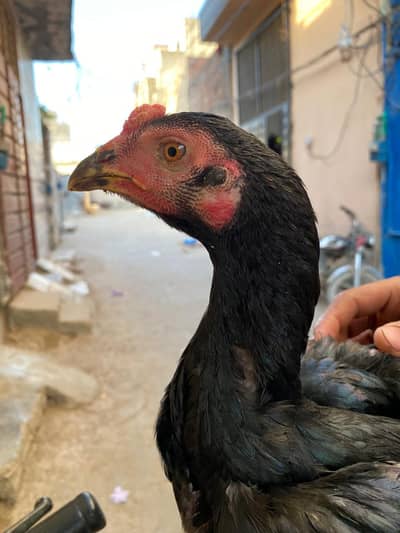 hens 8