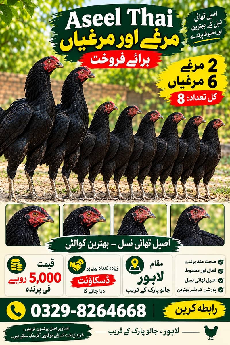 hens 8 1