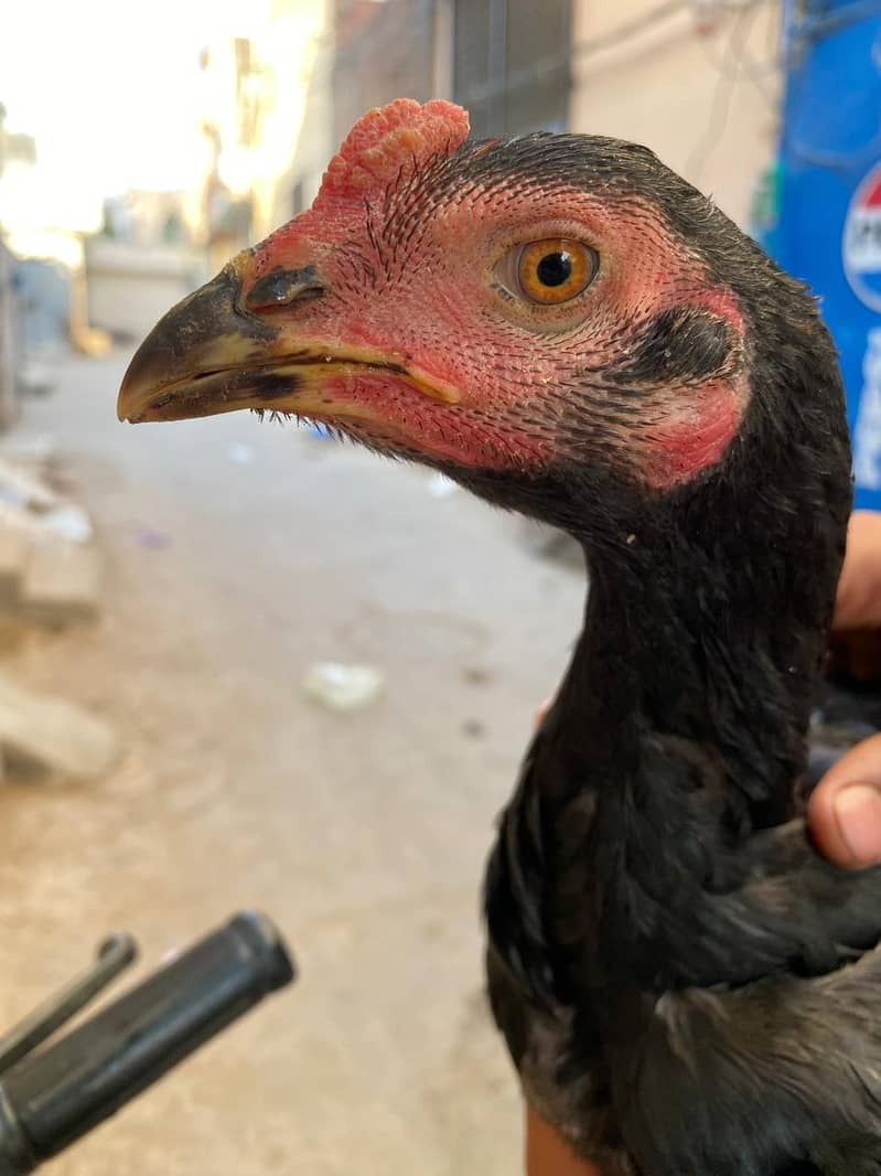 hens 8 2