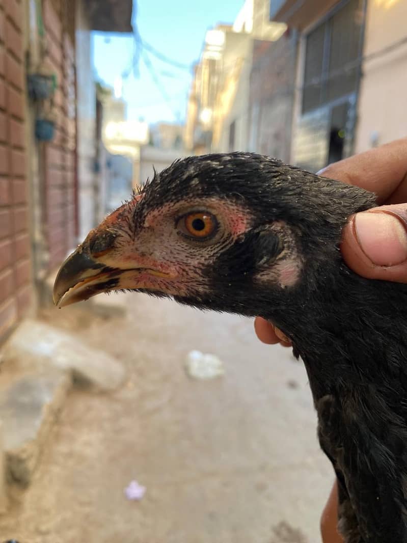 hens 8 3