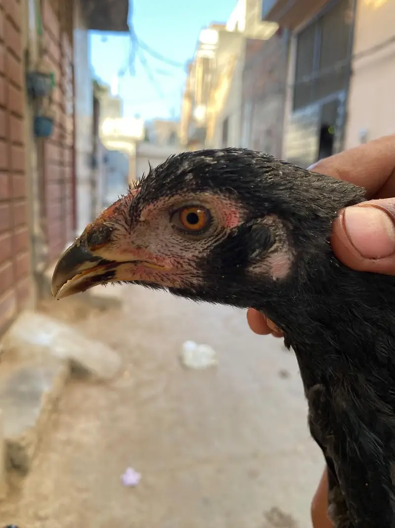 hens 8 — photo 4