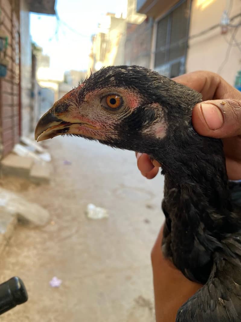 hens 8 4