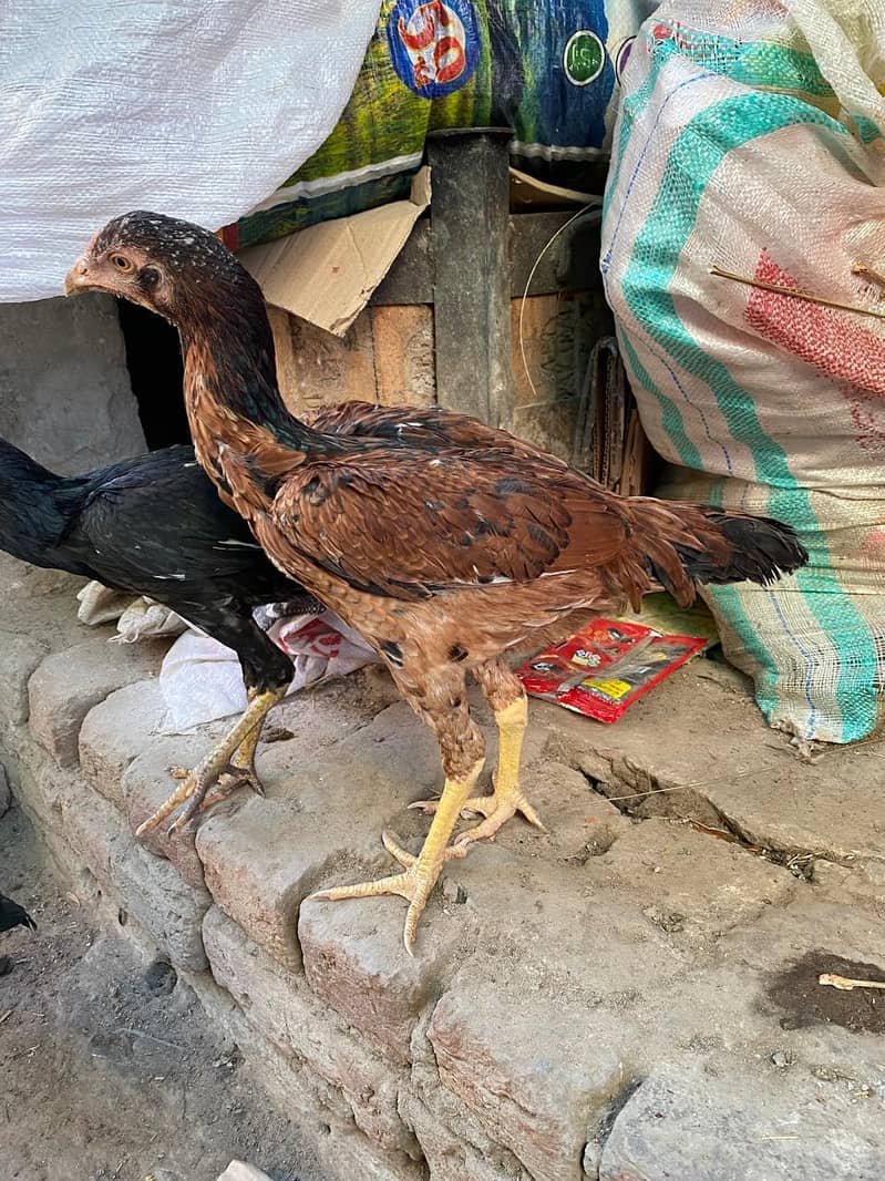 hens 8 5