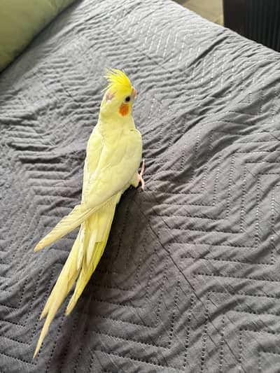 Hand Tame cocktail