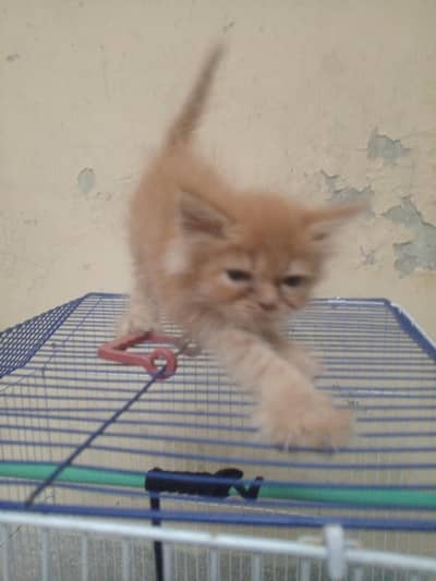 Persian kitten. very beautiful kitten.