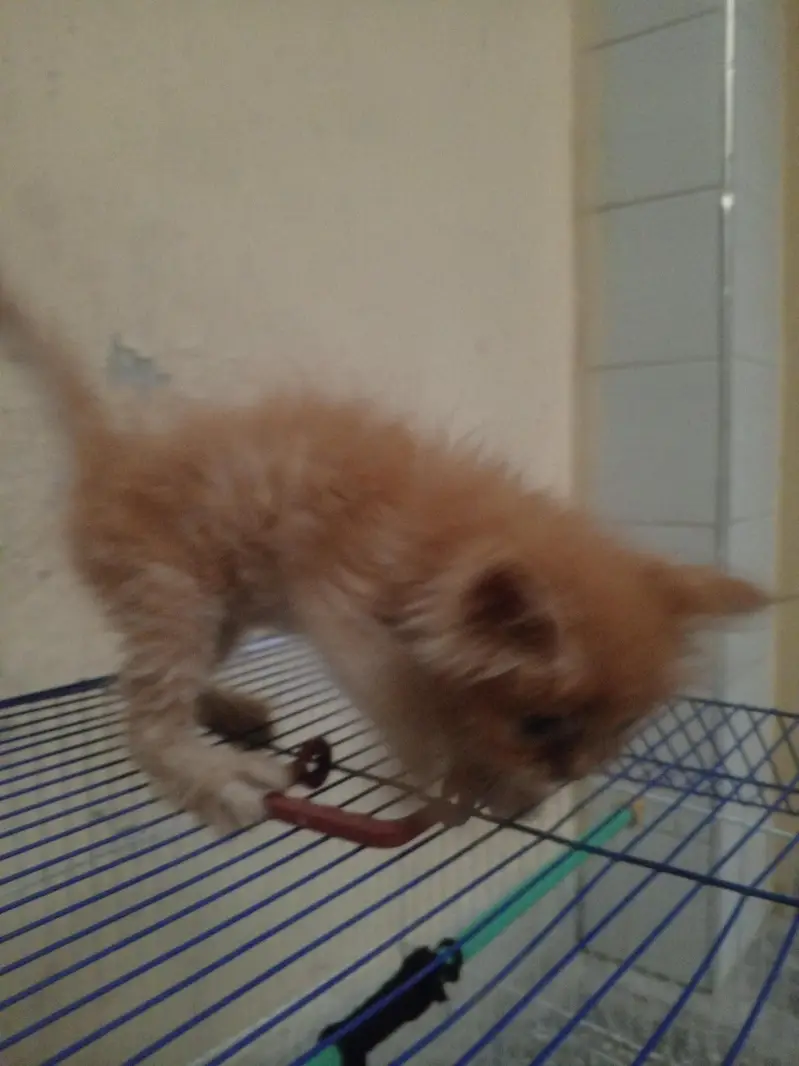 Persian kitten. very beautiful brown Persian kitten. — photo 2