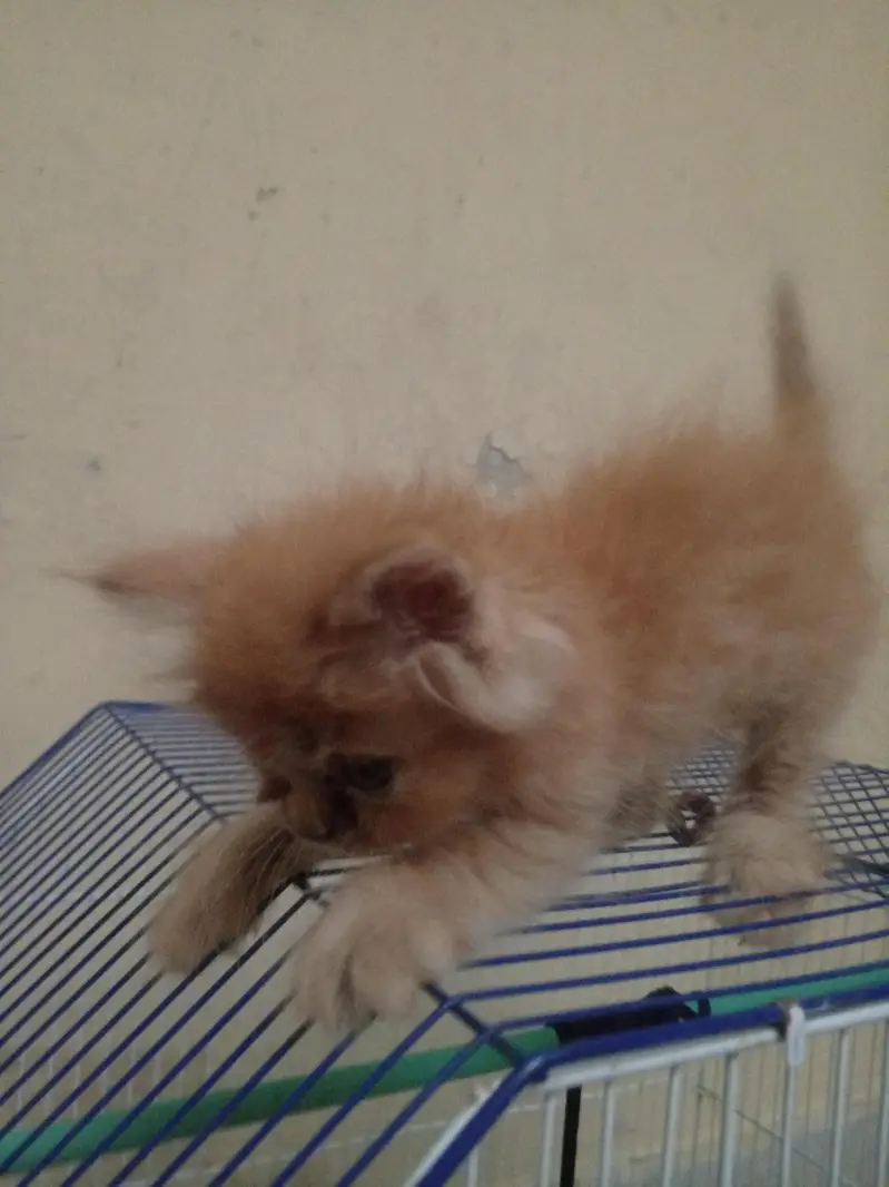 Persian kitten. very beautiful brown Persian kitten. — photo 3