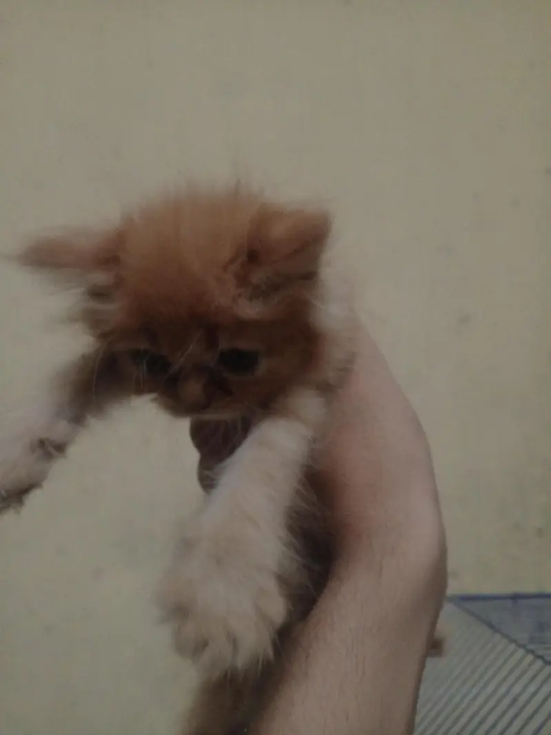 Persian kitten. very beautiful brown Persian kitten. — photo 4