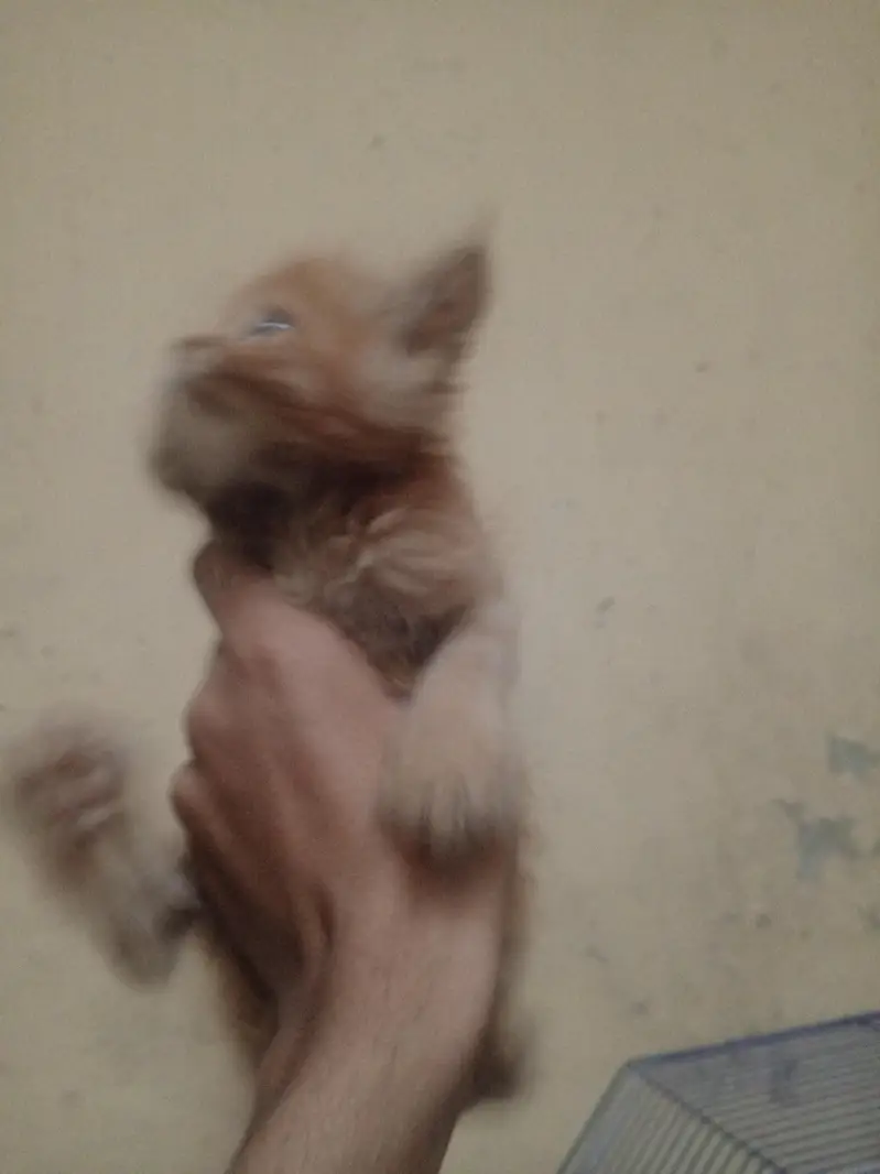 Persian kitten. very beautiful brown Persian kitten. — photo 5