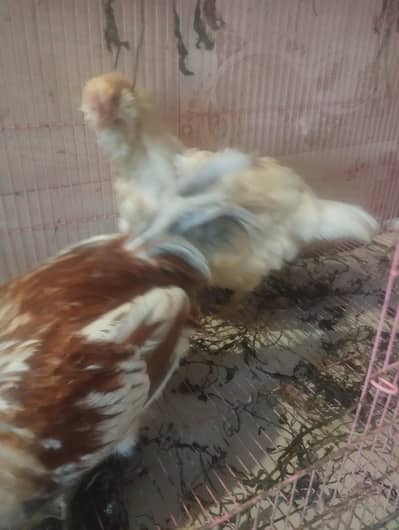 Americano Blue eggs laying Breeder pair for sale.