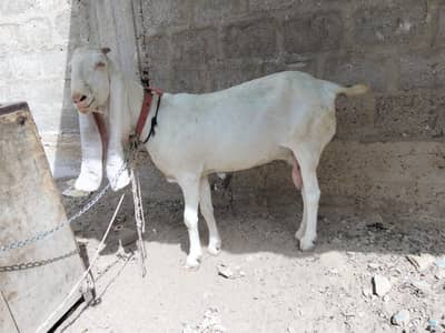 Bakri for sale