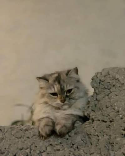 Persion female cat triple coated