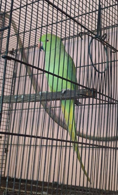 love bird