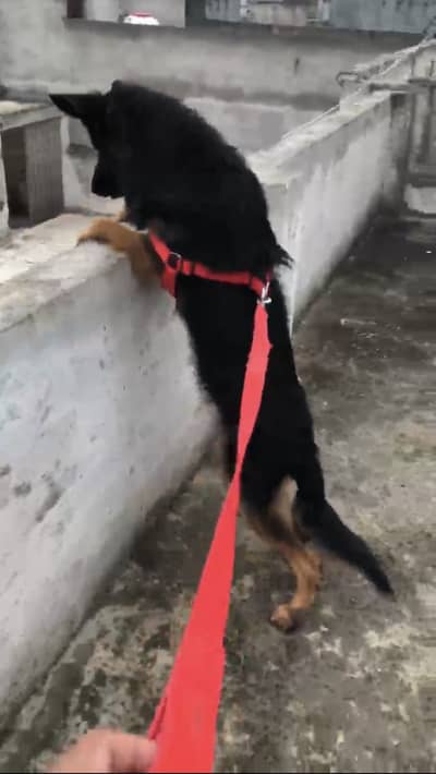 German Shepherd