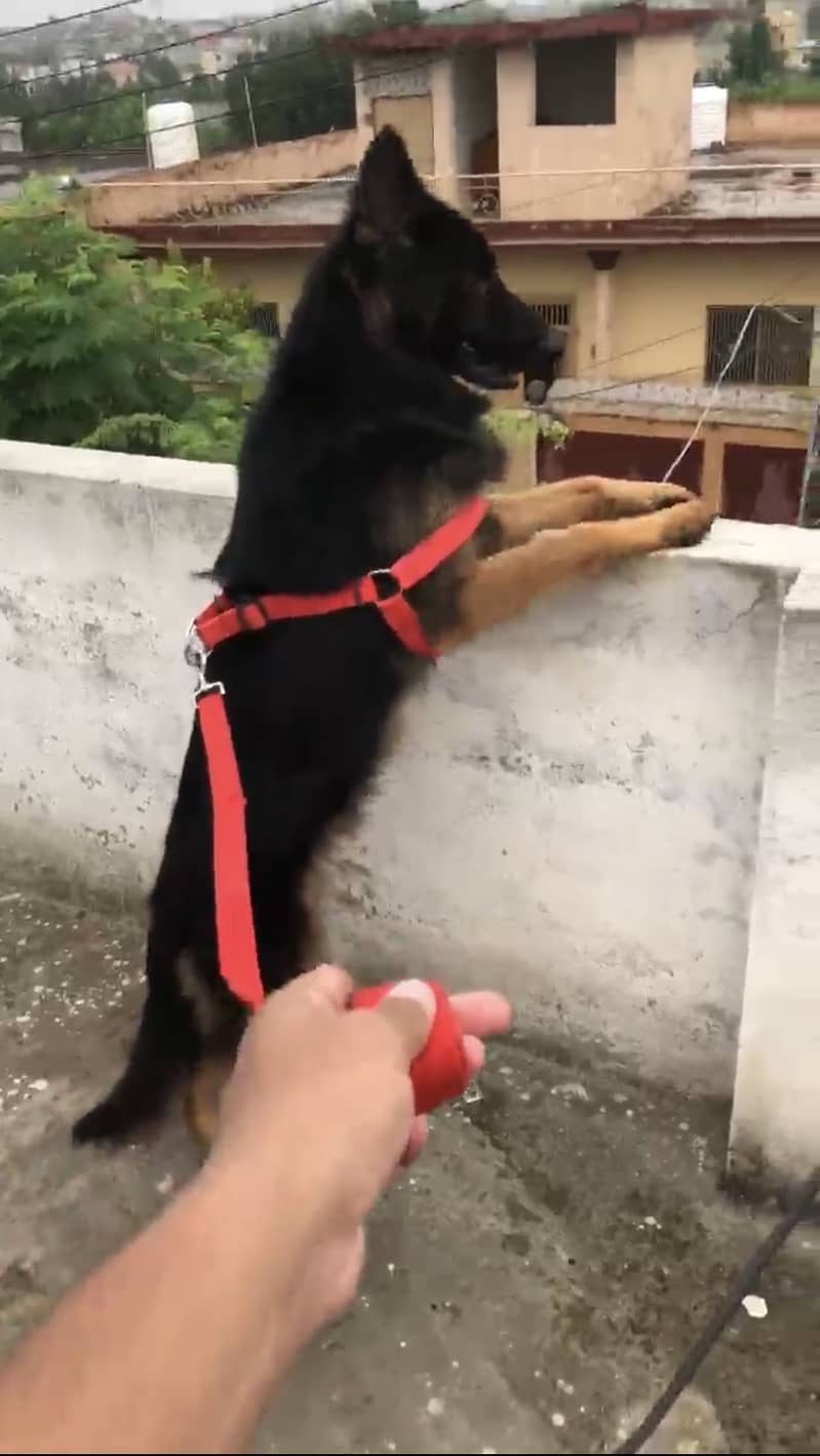 German Shepherd 1