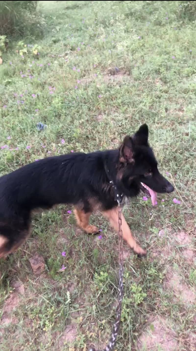 German Shepherd 2