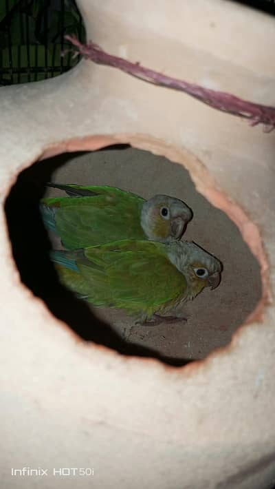 pineapple conure pair