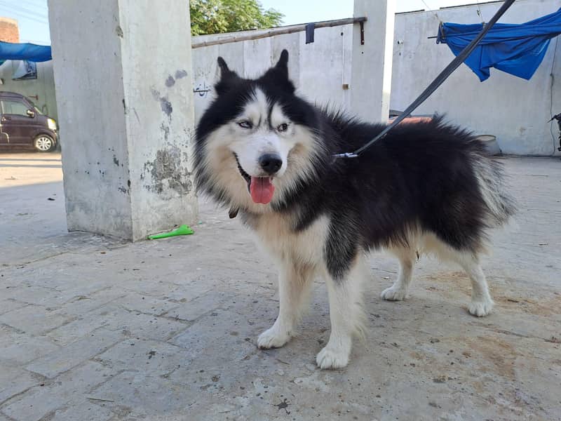 husky 1