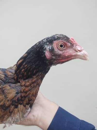 aseel hen