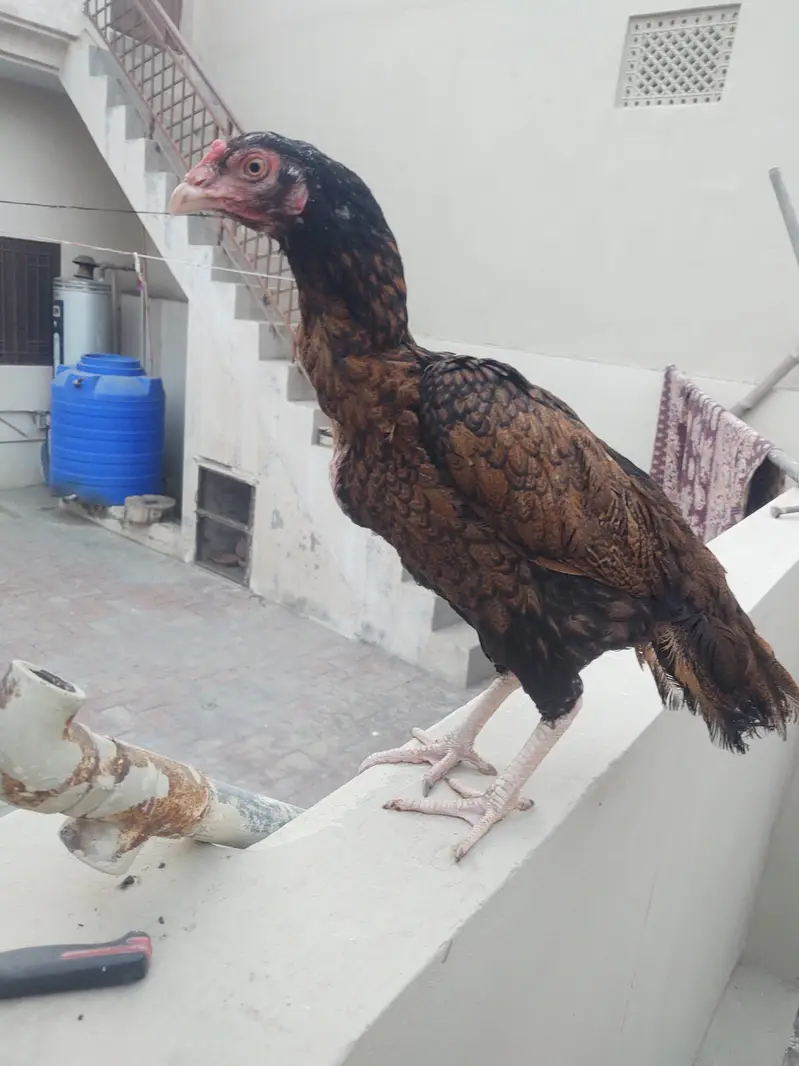 aseel hen — photo 2