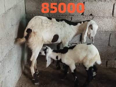 goats for sell furhter goats price on the cal or on the spot