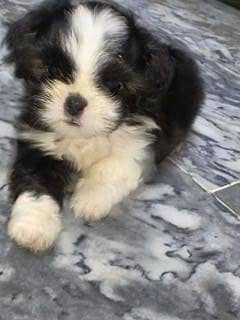 Beautiful Shih Tzu Puppies for Sale – 1 Month Old Female