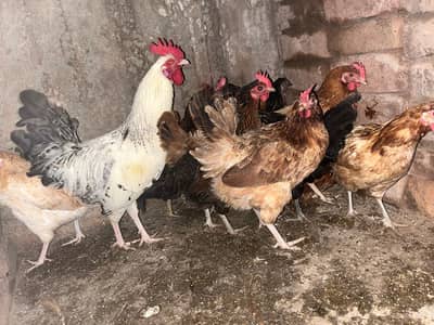 fresh golden misri murghiya stater ando wali avabile ha