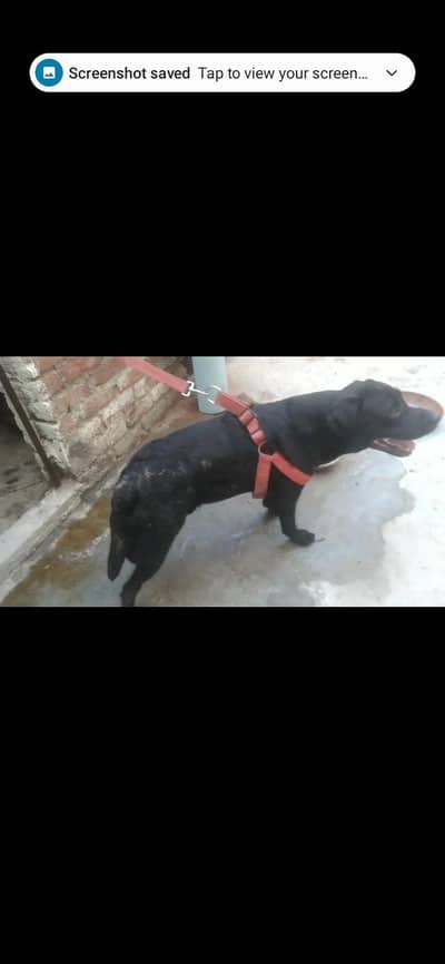 labrador male dog 10 month age