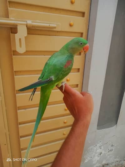 hand tame female zero bite 03170377493