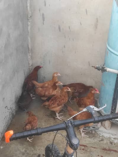 misri chicks 10 females 4 males and 2 aseel females for sale