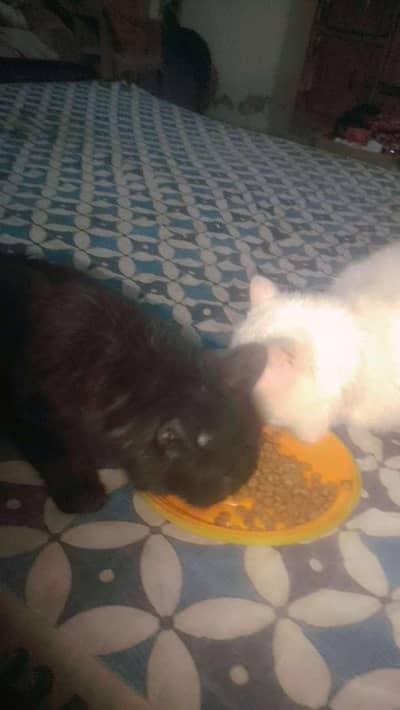 Two Persian Cat for sale