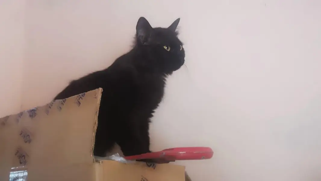 Two Persian Cat for sale — photo 2