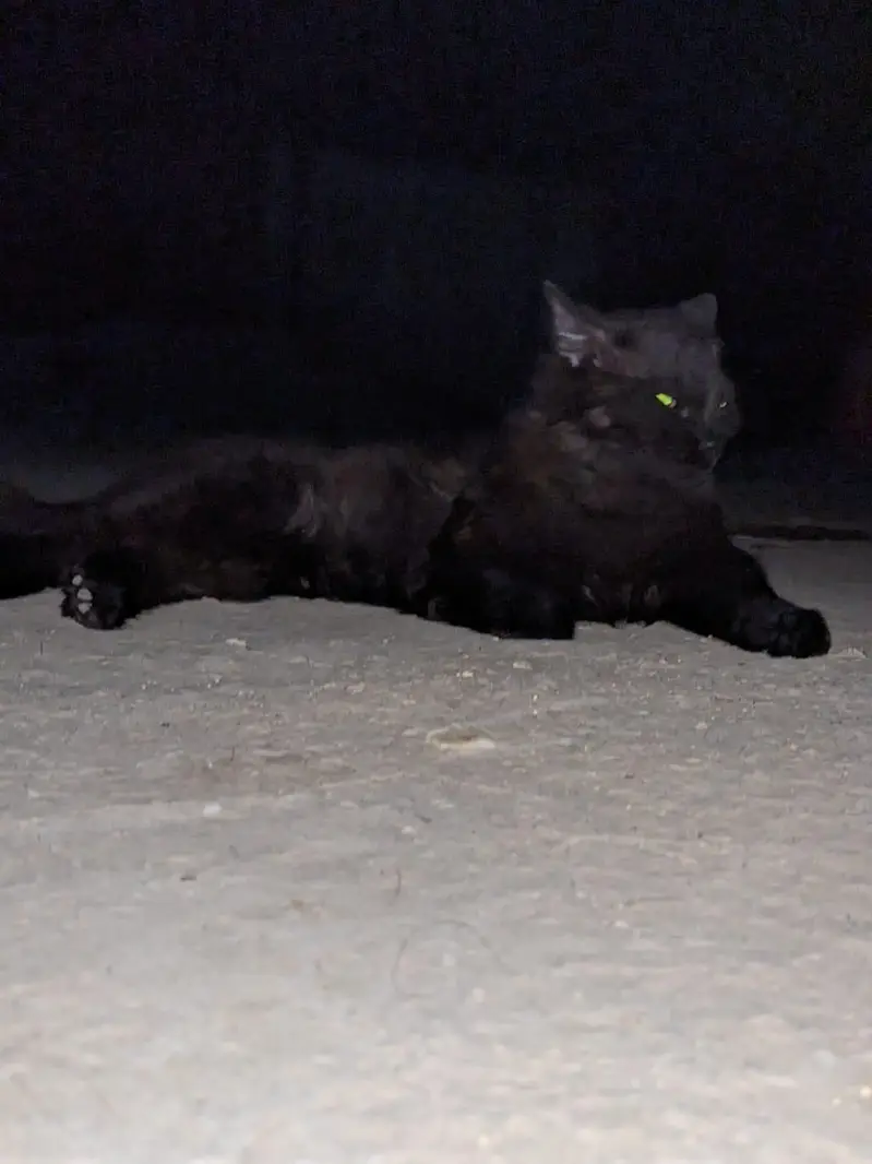 Two Persian Cat for sale — photo 3